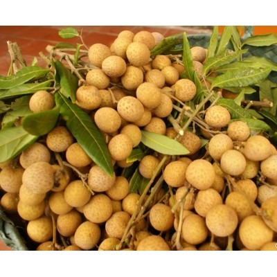 Frische Longan 3kg