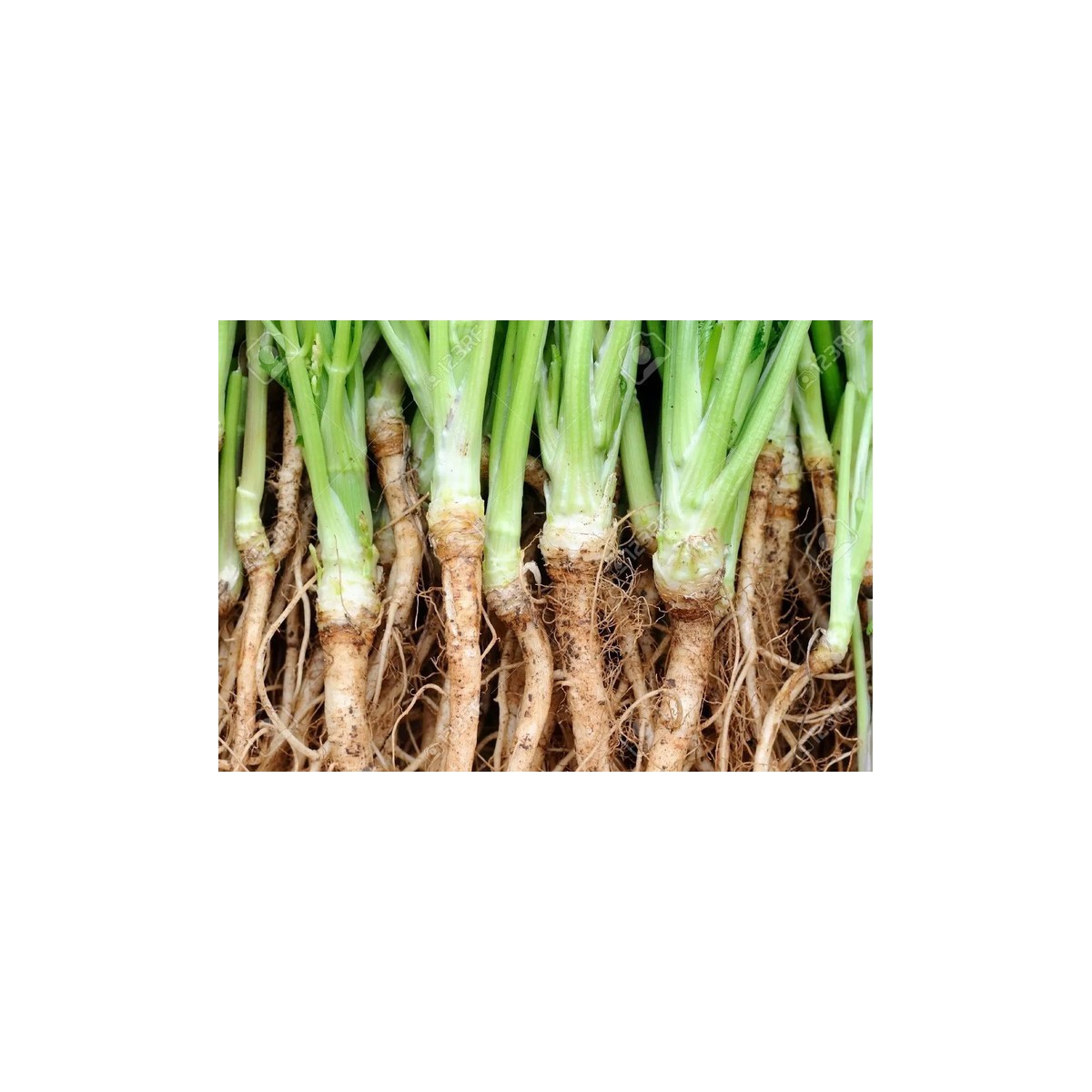 Racines de coriandre 100gr